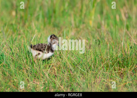 Kiebitz, Naturschutzgebiet Ochsenmoor, Huede, Diepholz, Niedersachsen, Deutschland, Europa, Vanellus vanellus Stockfoto