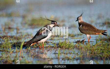 Kiebitze, Naturschutzgebiet Ochsenmoor, Huede, Diepholz, Niedersachsen, Deutschland, Europa, Vanellus vanellus Stockfoto