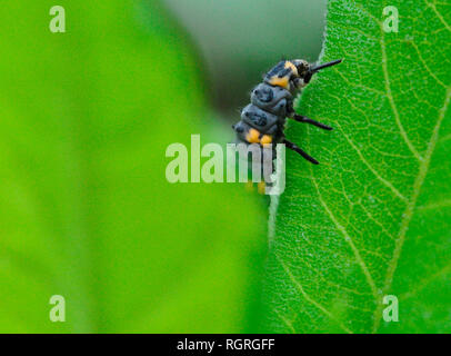 7-Punkt Marienkäfer, Europa, Coccinella septempunctata Stockfoto