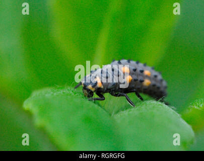 7-Punkt Marienkäfer, Europa, Coccinella septempunctata Stockfoto