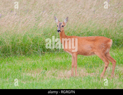 Rehe doe, Florstadt, Hessen, Deutschland, Europa, Hyla arborea Stockfoto