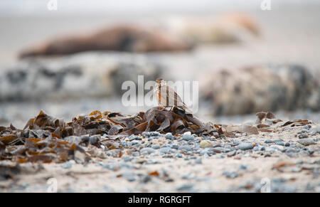 Redwing, Helgoland, Schleswig-Holstein, Deutschland, Europa, Turdus iliacus Stockfoto