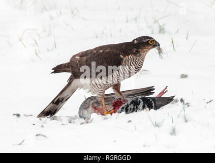 Northern Sparrow Hawk, weiblich, Europa, Accipiter nisus Stockfoto