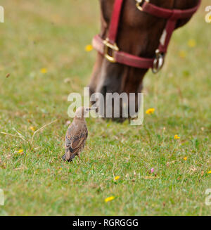 Common Starling, Jugendkriminalität, Rheinland-Pfalz, Deutschland, Europa, Sturnus vulgaris Stockfoto