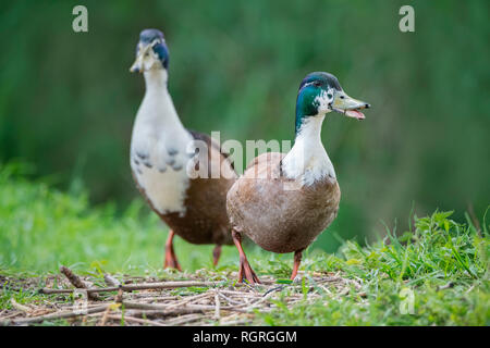 Stockente, Erpel, Abtskuecher Teich, Heiligenhaus, Nordrhein-Westfalen, Deutschland, Europa, Anas platyrhynchos Stockfoto