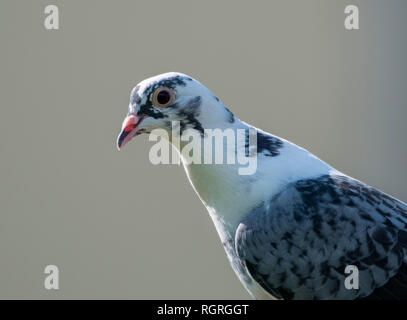 Wilde Taube, Nordrhein-Westfalen, Deutschland, Europa, Columba livia domestica Stockfoto