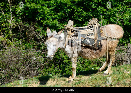 Inländische Esel mit packsaddle, südlichen Albanien, Albanien Stockfoto