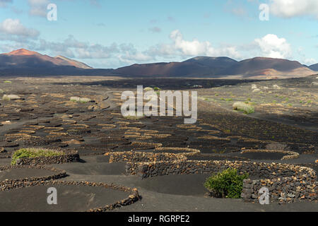 Das Tal von La Geria Lanzarote ist die wichtigste Weinbauregion und hat einen "geschützten Bereich" erklärt worden. Viel ist von der Malvasía Trauben hergestellt. Stockfoto