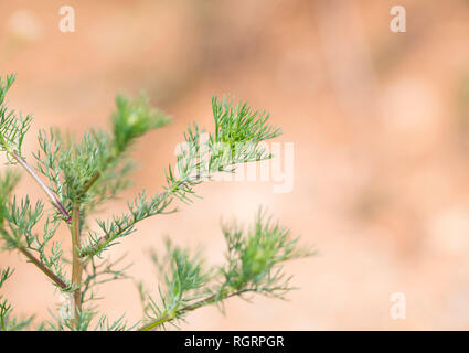 Camomille, Grevenbroich, Nordrhein-Westfalen, Deutschland, Europa, (Tripleurospermum inodorum) Stockfoto