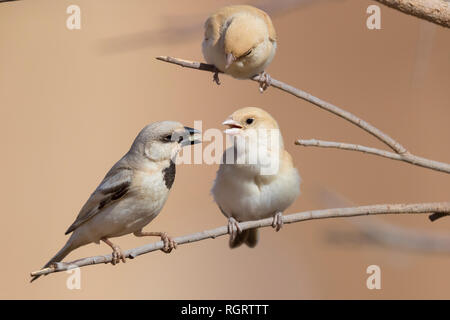 Wüste Sparrow (Passer simplex saharae), erwachsenen männlichen Fütterung der Küken Stockfoto