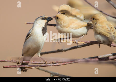 Wüste Sparrow (Passer simplex saharae), erwachsenen männlichen Fütterung seiner Flügge Stockfoto