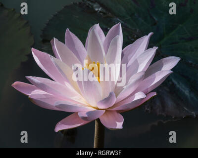 Pale Pink Lotus flower Lotus Blumen sind eine der acht Glückssymbole im Buddhismus Laos Asien Stockfoto