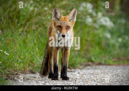 Junge rote Fuchs stehend auf Kies am Straßenrand im Sommer Stockfoto