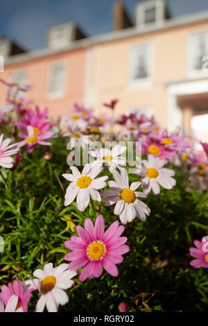 Blumen außerhalb einer Pension im Januar Penzance, Cornwall Stockfoto