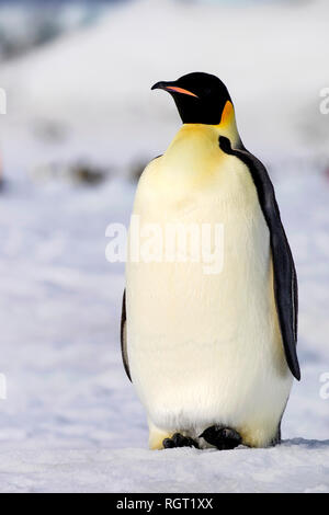 Kaiserpinguine (Aptenodytes forsteri), der größten Pinguin Arten, ihre Küken auf Eis auf Snow Hill Island in der Antarktis Stockfoto