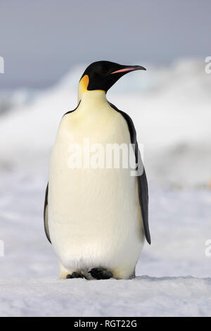 Kaiserpinguine (Aptenodytes forsteri), der größten Pinguin Arten, ihre Küken auf Eis auf Snow Hill Island in der Antarktis Stockfoto