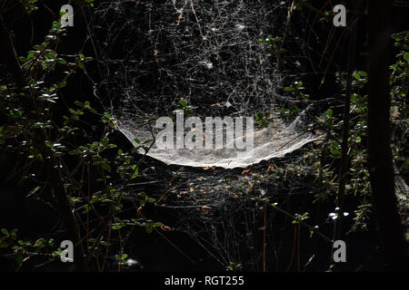 Spinne und Web auf Ästen in düsteren Wald. Stockfoto