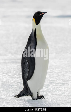 Kaiserpinguine (Aptenodytes forsteri), der größten Pinguin Arten, ihre Küken auf Eis auf Snow Hill Island in der Antarktis Stockfoto