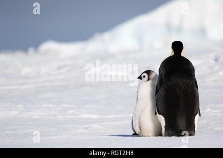 Kaiserpinguine (Aptenodytes forsteri), der größten Pinguin Arten, ihre Küken auf Eis auf Snow Hill Island in der Antarktis Stockfoto