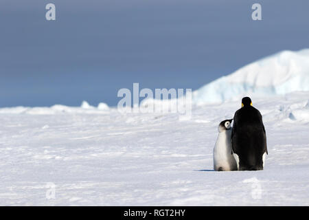 Kaiserpinguine (Aptenodytes forsteri), der größten Pinguin Arten, ihre Küken auf Eis auf Snow Hill Island in der Antarktis Stockfoto