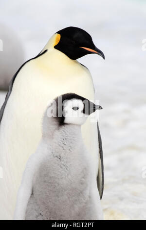 Kaiserpinguine (Aptenodytes forsteri), der größten Pinguin Arten, ihre Küken auf Eis auf Snow Hill Island in der Antarktis Stockfoto