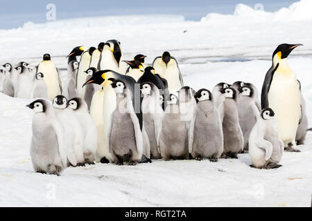 Kaiserpinguine (Aptenodytes forsteri), der größten Pinguin Arten, ihre Küken auf Eis auf Snow Hill Island in der Antarktis Stockfoto