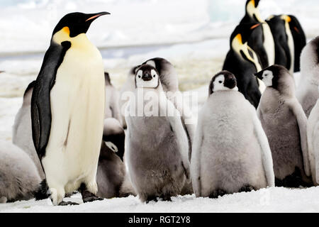 Kaiserpinguine (Aptenodytes forsteri), der größten Pinguin Arten, ihre Küken auf Eis auf Snow Hill Island in der Antarktis Stockfoto