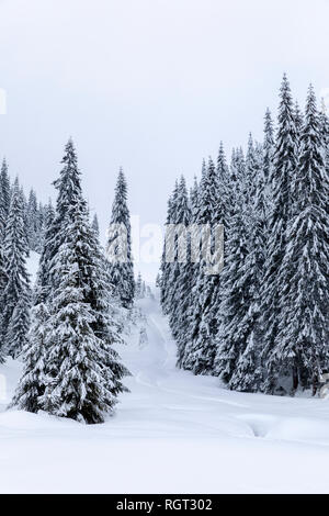 Landschaft mit verschneiten Straßen im Winter durch einen Kiefernwald Stockfoto