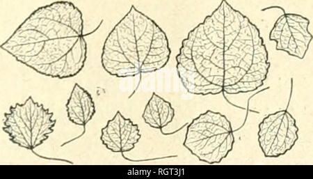 . Bulletin de la Socit dendrologique de France. Bäume; Bäume - Frankreich. NOUVEAUX ADHÉRENTS 225 Miguel A. de Quevedo, énieur Iiio-bürgerlichen, Prés^ de la Junta Central de Bosques y arbolados, 29 Galle del Eliseo Mexiko (mexique). Henri Riousse, paysagiste, 13, rue Cortambert, Paris I6". Saint-Léger, jardinier en chef de la ville, Lille. Emile Teuntz. 6 bis, place de la Bibliothèque, Moulins (Allier). D'"Turuuet, préparateiu-au Muséum d'Histoire Naturelle, 74, rue Mazarine, Paris. Bitte beachten Sie, dass diese Bilder extrahiert werden aus der gescannten Seite Bilder, die digital verbessert wurden für Re Stockfoto