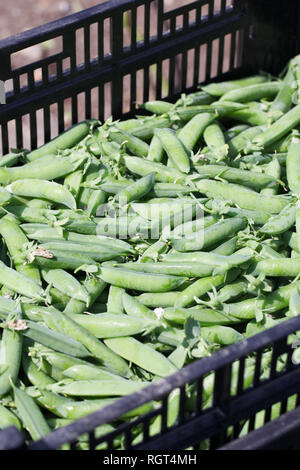 Pisum sativum. Erbsen 'Kelvedon Wonder'. Stockfoto