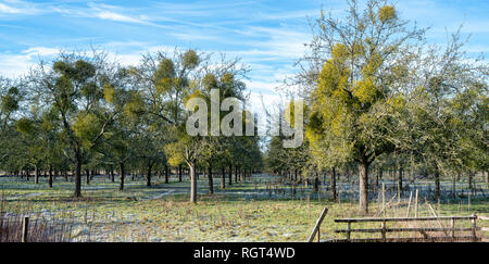 Viscum album. Mistel auf Apfelbäume in einem Obstgarten in der englischen Landschaft. Herefordshire, UK Stockfoto