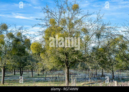 Viscum album. Mistel auf Apfelbäume in einem Obstgarten in der englischen Landschaft. Herefordshire, UK Stockfoto