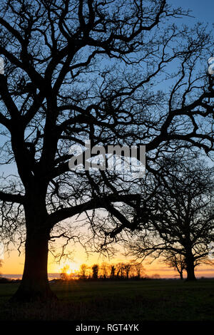 Quercus robur. Winter Sonnenuntergang Eiche in der englischen Landschaft. Könige Sutton, Northamptonshire. Großbritannien Stockfoto