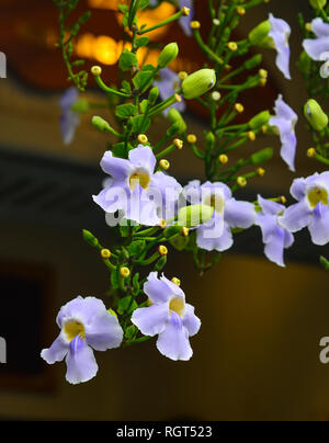 Schönen blauen Thunbergia grandiflora Blumen im tropischen Garten in Hoi An, Vietnam. Stockfoto