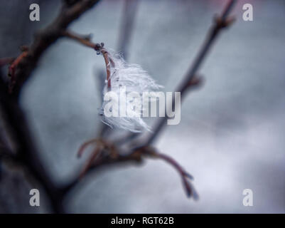 Die weißen Flaum auf einem Zweig im Winter, close-up Stockfoto