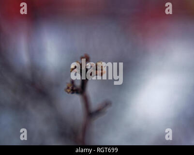 Die ungeöffneten Knospen auf den Zweig im Winter, close-up Stockfoto