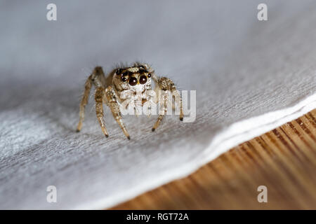 Nahaufnahme eines kleinen jumping Spider mit großen Wimpern stehen auf einer Serviette Stockfoto