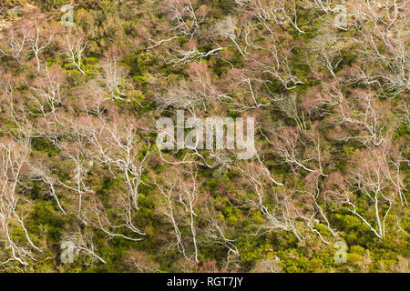 Eine Birke Wald in Wintern in der Saja-Besaya Naturpark (Spanien) Stockfoto