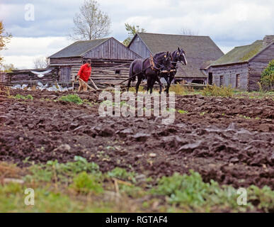 Landwirt pflügt das Feld mit einem Pferd in Ontario, Kanada, Nordamerika Stockfoto