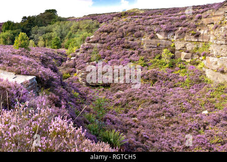 Yorkshire, UK 31.August: Mit Blick auf einen alten Steinbruch in Rosa mit Heidekraut Blume am 31. Aug. 2014 Digley Reservoir, Holmeforth gedreht Stockfoto