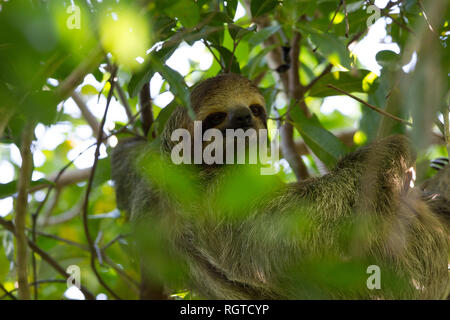 Zwei-toed Sloth (Choloepus hoffmanni) Stockfoto