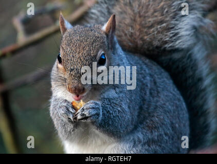 Nordamerikanischen Grauhörnchen (sciurus carolinensis) Essen Berry im Crab Apple Tree, Großbritannien Stockfoto