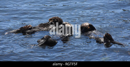 Schöne Treo von drei jungen Seeotter schwimmt auf dem Rücken. Stockfoto