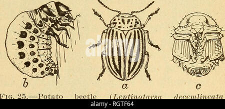 . Bulletin - Biologische Umfrage. Zoologie, Wirtschaftliche. EOSEBEEAST VS. Kartoffel Käfer. 47 Es bleibt für die Familie von Käfern, die con-Tribute weitestgehend zu Der grosbeak Aufenthaltskosten, nämlich das Blatt - Käfer (Chrysomelidse). Diese Familie, als Nahrung Der rosebreast, ist nicht nur die wichtigste unter den Käfer, wird aber nur an zweiter Stelle unter sowohl pflanzlichen als auch tierischen Produkte. Es gibt eine Reihe von Schädlingen preyed auf der Vogel, wie die gestreiften und gefleckten Gurke Käfer, die Erdbeere maiswurzelbohrers, die Pflaume leaf-Käfer, Heuschrecken leaf-Miner, und darüber hinaus, dass Stockfoto