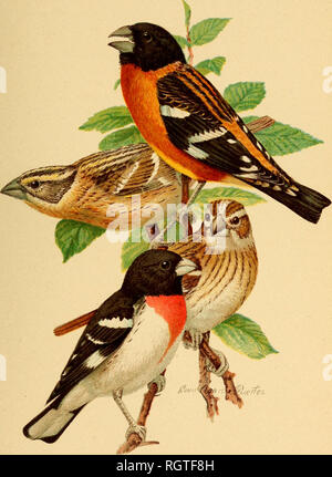 . Bulletin - Biologische Umfrage. Zoologie, Wirtschaftliche. Bui. 32. Biologische Umfrage, US Abt. der Landwirtschaft. Platte III. Schwarz und Rose-breasted Grosbeaks. [Oben zahlen, black-headed grosbeaks, männlich und weiblich; niedrigere Zahlen, rose - breastec grosbeaks, weiblich und männlich.]. Bitte beachten Sie, dass diese Bilder sind von der gescannten Seite Bilder, die digital für die Lesbarkeit verbessert haben mögen - Färbung und Aussehen dieser Abbildungen können nicht perfekt dem Original ähneln. extrahiert. In den Vereinigten Staaten. Büro der biologischen Umfrage. Washington: Govt. drucken. aus. Stockfoto