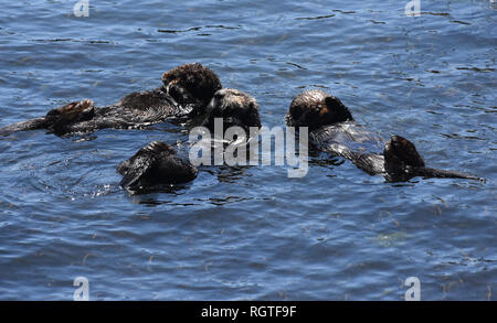 Drei Seeotter alle schwimmt auf dem Rücken in Morro Bay. Stockfoto