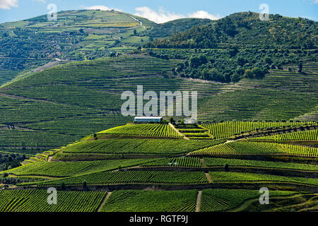 Weinberge im Hafen Weinregion Alto Douro, Pinhao, Douro-tal, Portugal Stockfoto