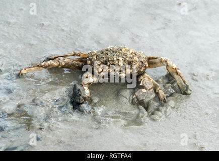 Gemeinsame shore Crab (Carcinus maenas) beginnt sich in den Sand zu stecken, Wattenmeer, Schleswig-Holstein, Deutschland Stockfoto