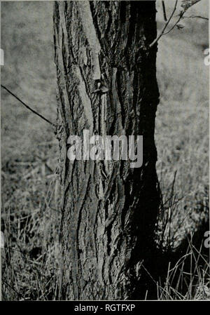 . Bulletin. Natural History; Natural History. August 1945 Carter: Wetwood von Ulmen 413. Abb. 10.- kallus Formation, die über ein Riss im Stamm eines wetwood entwickelt - beeinflussen - ed Elm. Der Riss im vergangenen Winter und Flux entwickelt wurde offensichtlich im Frühling und frühen Sommer. Bitte beachten Sie, dass diese Bilder sind von der gescannten Seite Bilder, die digital für die Lesbarkeit verbessert haben mögen - Färbung und Aussehen dieser Abbildungen können nicht perfekt dem Original ähneln. extrahiert. Illinois. Natural History Survey Division. Urbana, Illinois, Abt. Eintragun Stockfoto