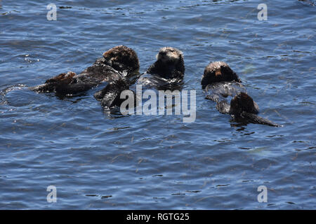 Wirklich nette Gruppe von schwimmenden Seeotter auf dem Rücken. Stockfoto